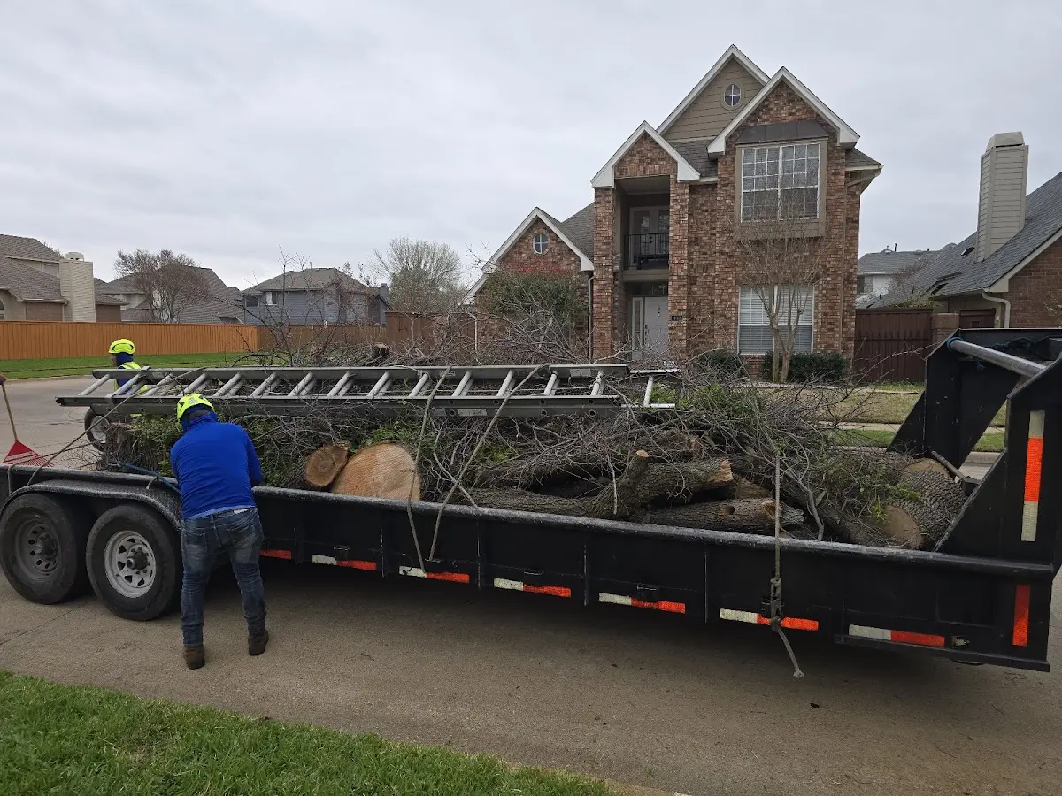 Expert Tree Pest Control with proper safety equipment in Plymouth